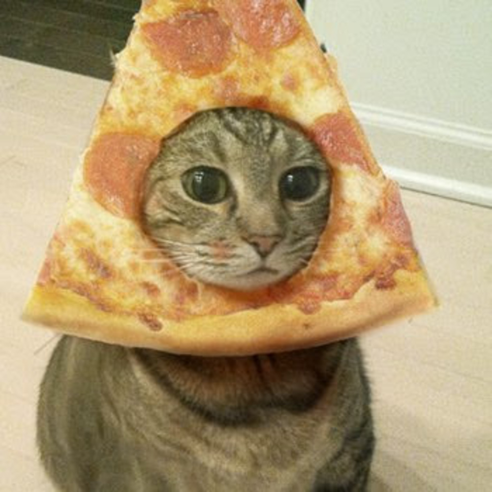 Meet your Posher, Cesar